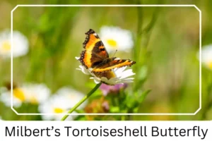 Milbert’s Tortoiseshell Butterfly