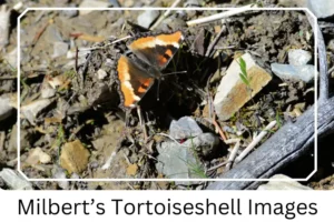 Milbert’s Tortoiseshell Images