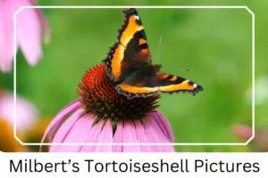Milbert’s Tortoiseshell Pictures