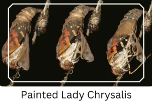 Painted Lady Chrysalis