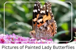 Pictures of Painted Lady Butterflies
