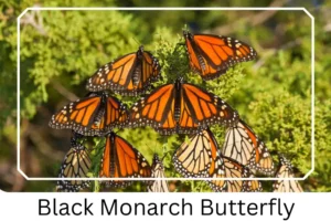 Black Monarch Butterfly
