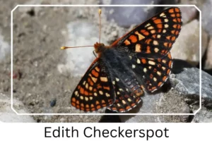 Edith Checkerspot