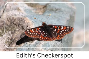 Edith’s Checkerspot 