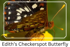 Edith’s Checkerspot Butterfly