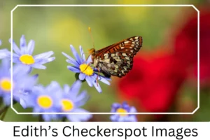 Edith’s Checkerspot Images