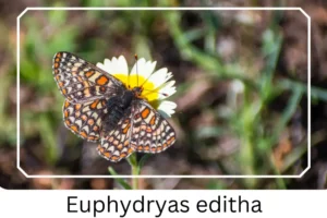 Euphydryas editha