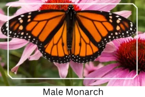 Male Monarch