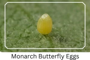Monarch Butterfly Eggs