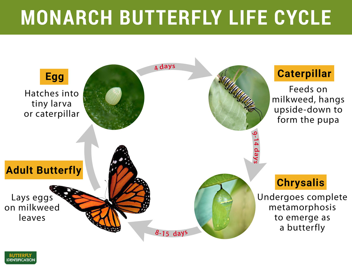 Monarch Butterfly Life Cycle Stages