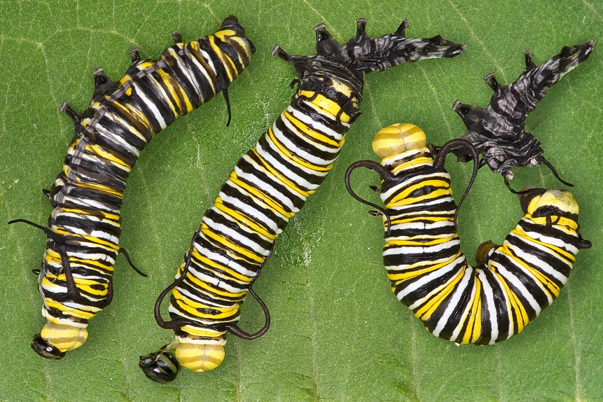 bag tilnærmelse Mængde af Caterpillars (Larvae of a Butterfly) – Facts and Pictures