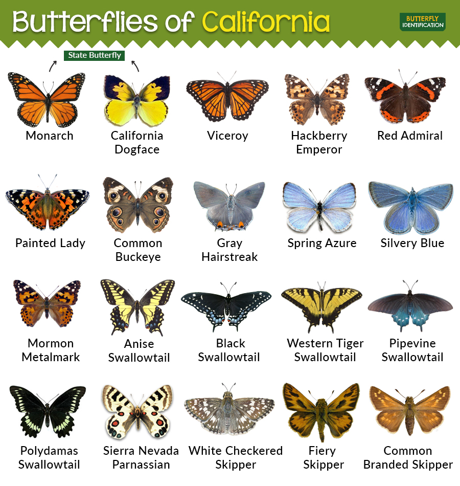 Types Of Butterflies In California