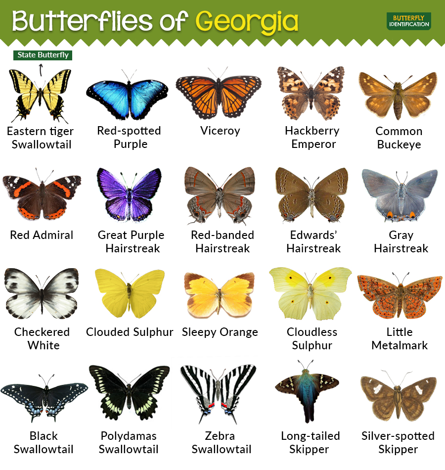 Какие имена бабочек. Хашира бабочка имя. Foundation species.