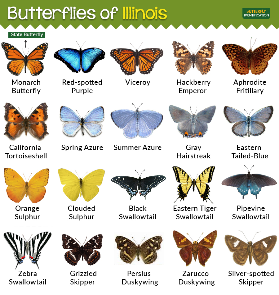 List 90+ Images names and pictures of butterflies Updated