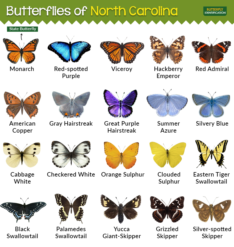 Types Of Butterflies In North Carolina