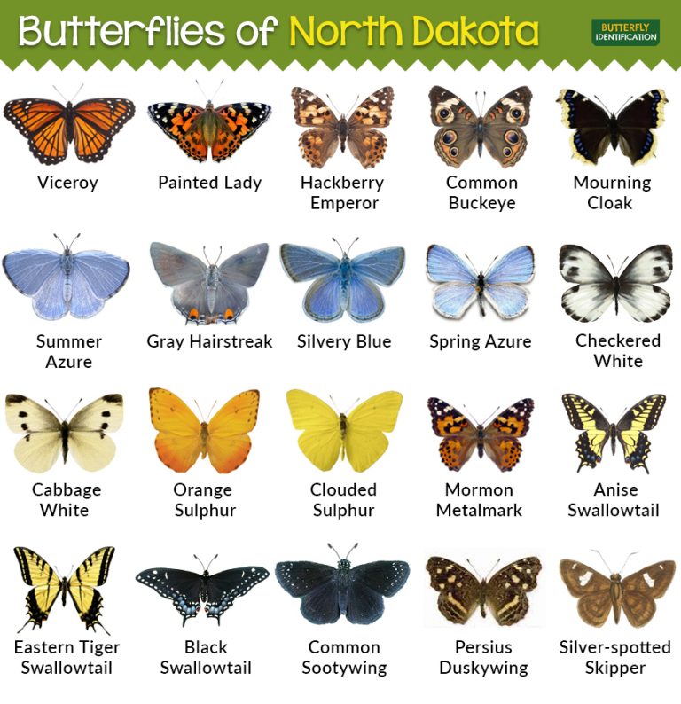 Types of Butterflies in North Dakota