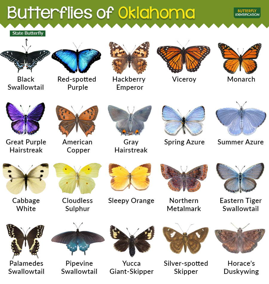Oklahoma Free Printable Butterfly Monarch Colering Pages