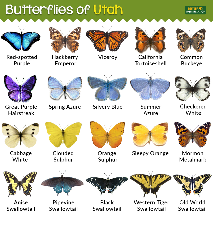 Identification Guide for 20 Common Butterflies in Utah – Nature Blog ...