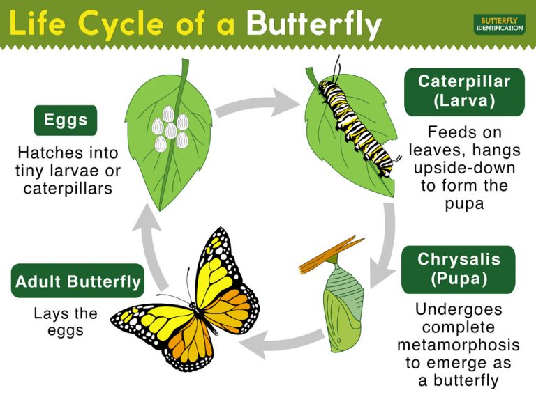 butterfly life cycle research paper