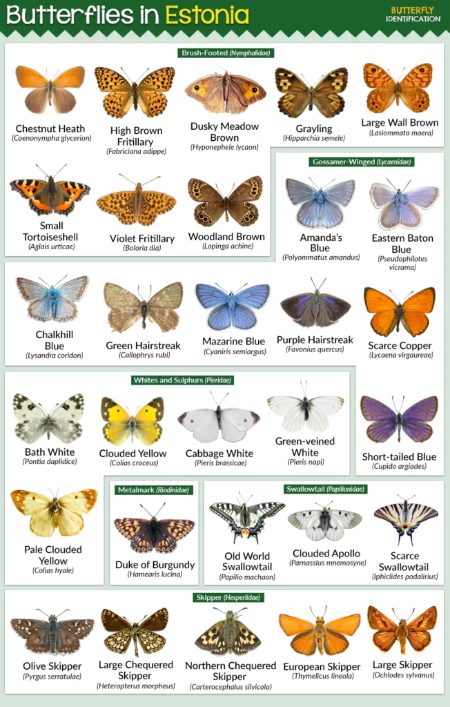 Types of Butterflies in Estonia (List With Pictures)
