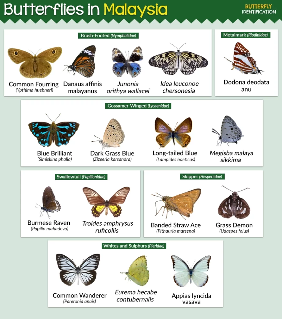 Butterflies in Malaysia