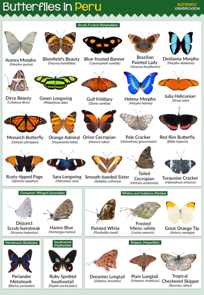 Butterflies in Peru