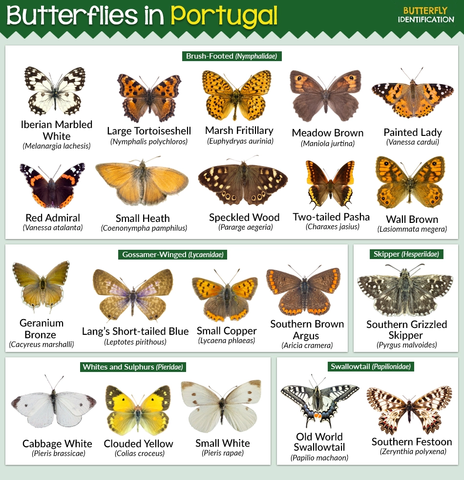 Butterflies in Portugal