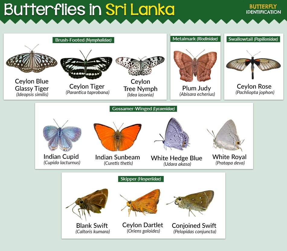 Butterflies in Sri Lanka