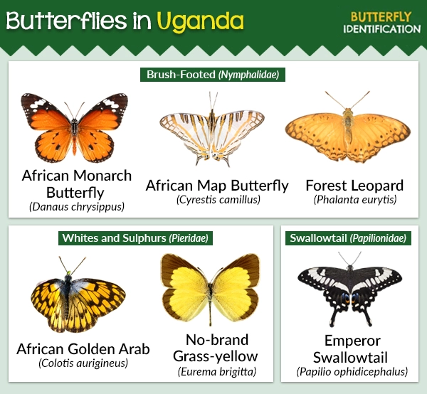 Butterflies in Uganda