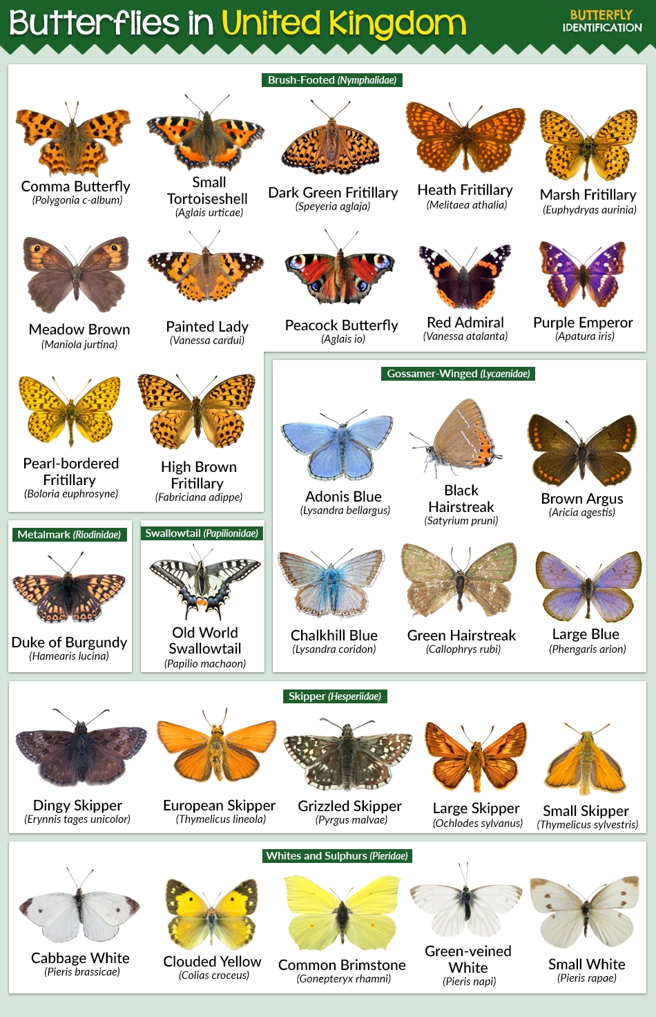 Butterflies in United Kingdom